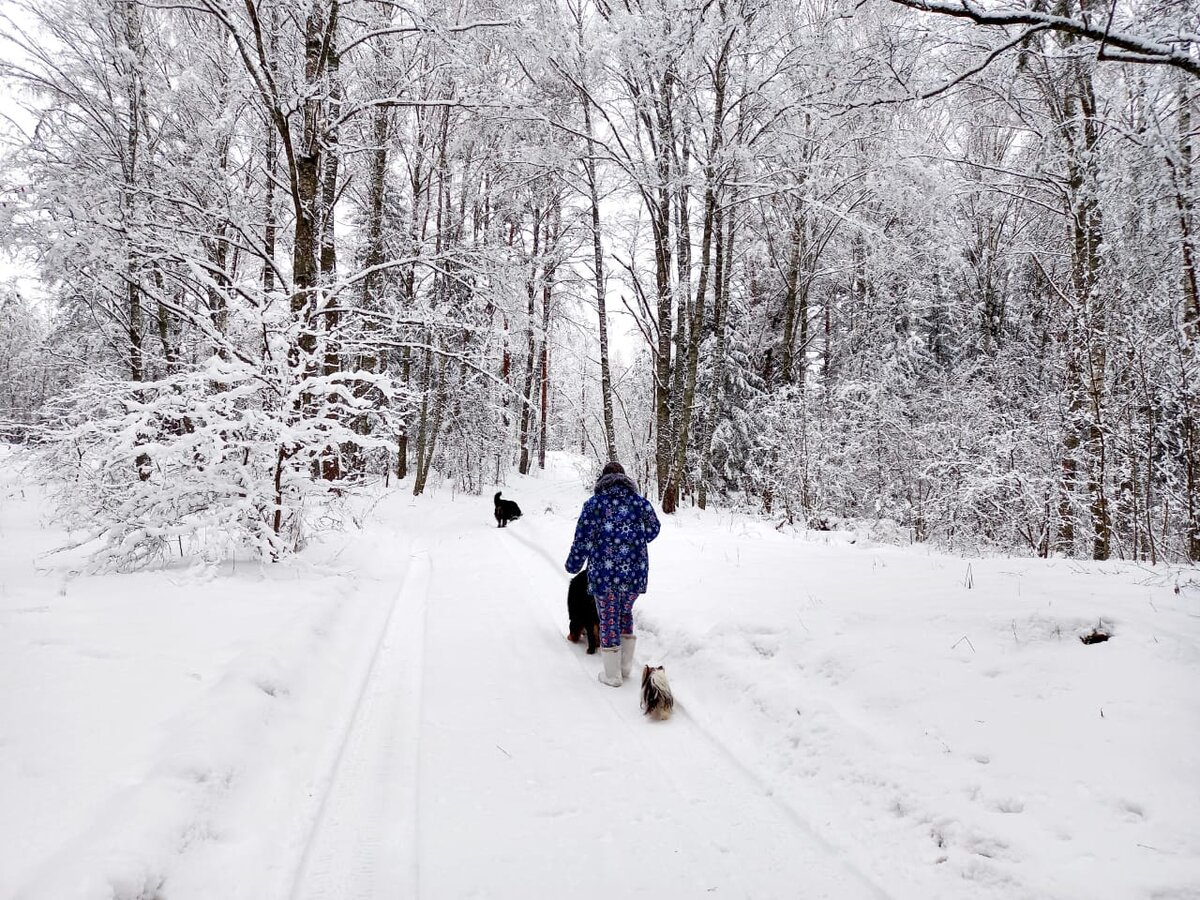 В лес за сказкой.