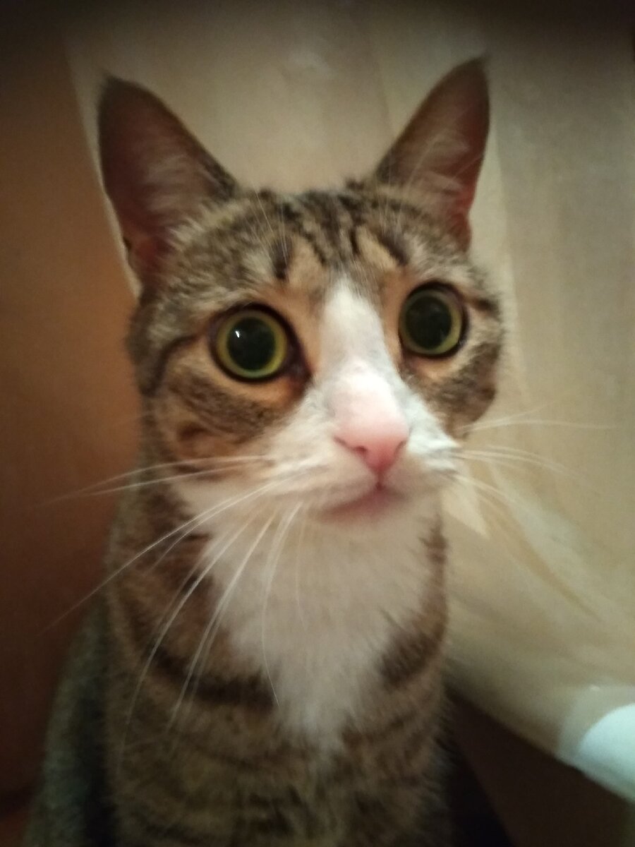 Наша Глаша (Глафира). Она давно уже в шоке от нас...