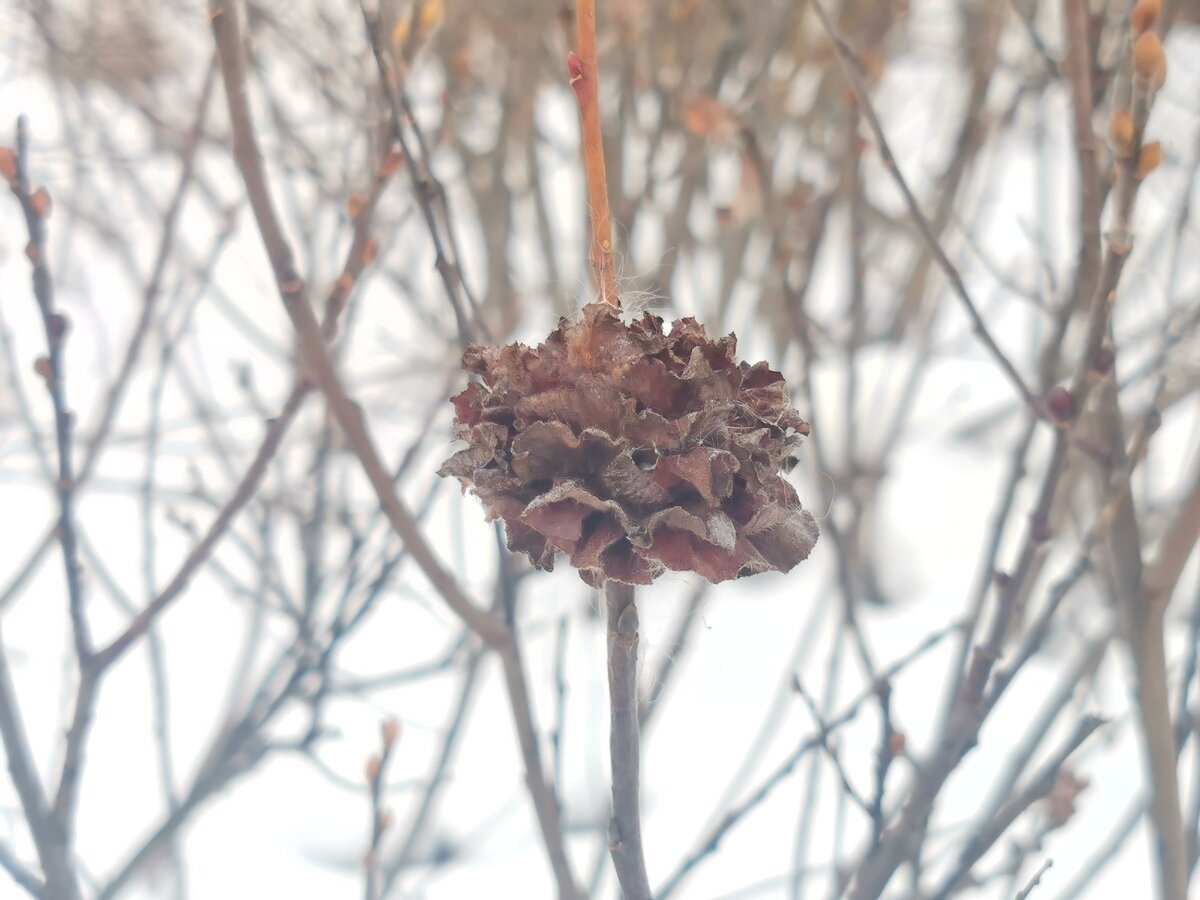Ивовая "роза" зимой. Красота!