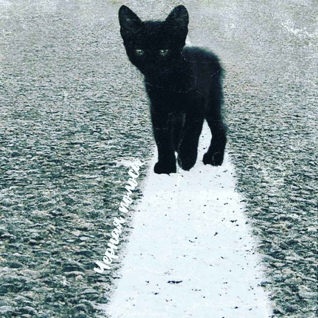 После черной полосы всегда белая. Кот уходит. Черный кот идет. Черно белая полоса в жизни. Белая полоса в жизни.
