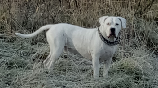 Наш брутальный красавец - Шерри из Лунной стаи.