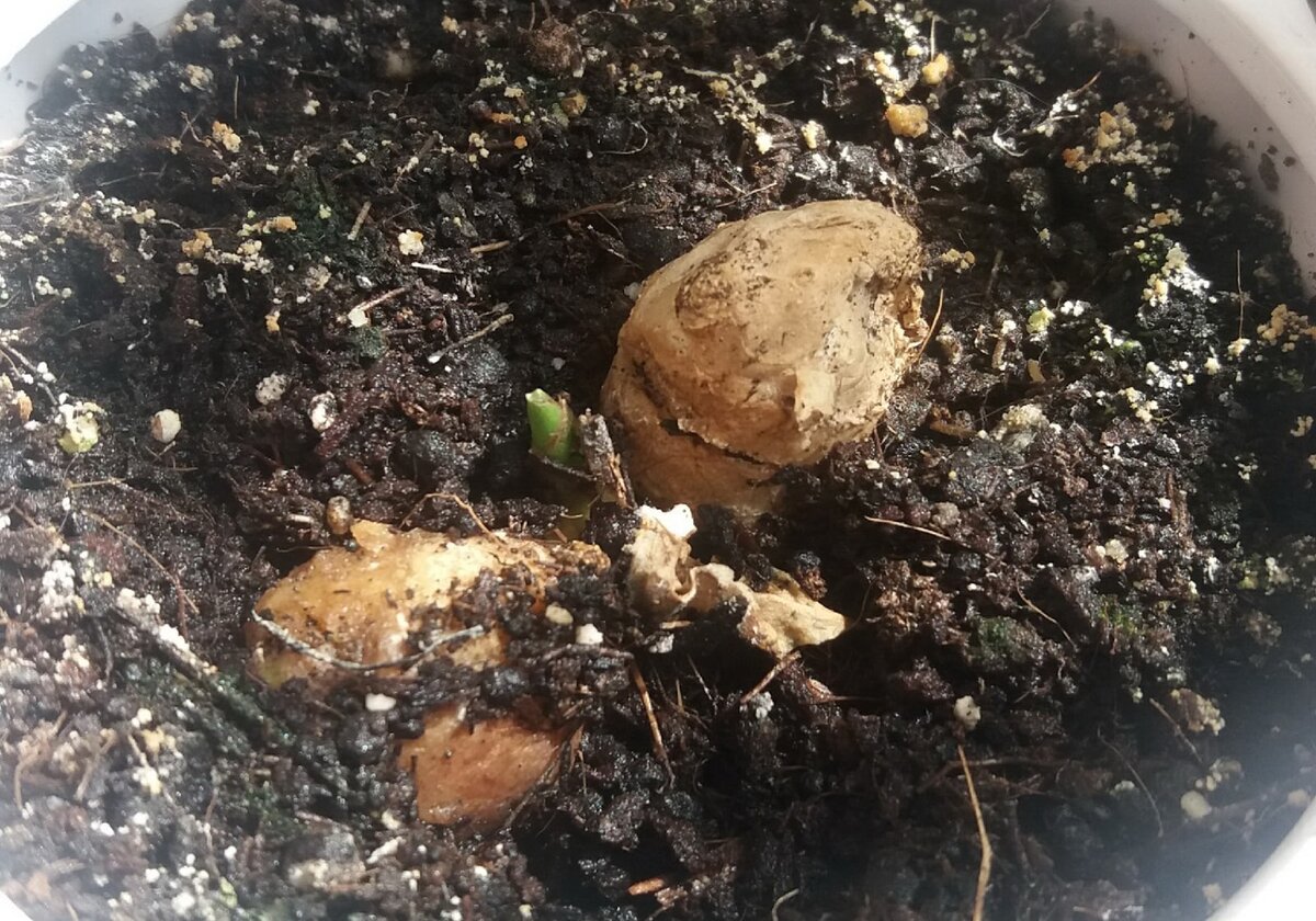 Посаженный имбирь выпустил ростки. Фото автора 