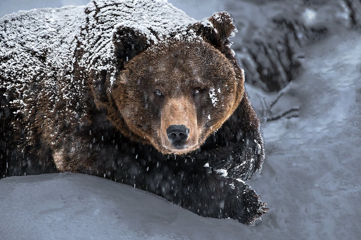 Жизнь про медведя. Бурый медведь шатун. Медведь шатун. Медведь шатун зимой. Медведь шатун злой.