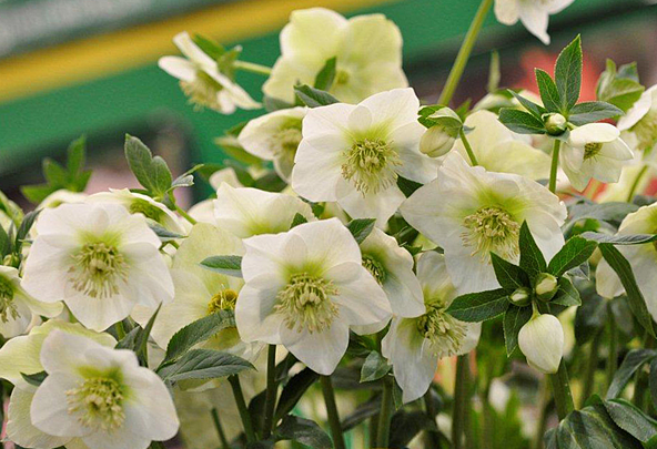 Морозник черный. Фото с сайта: 7dach.ru