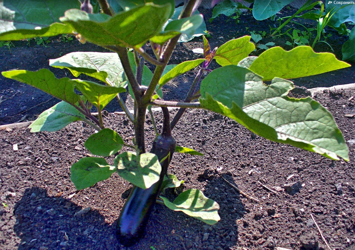 Как растут баклажаны в открытом грунте фото рост