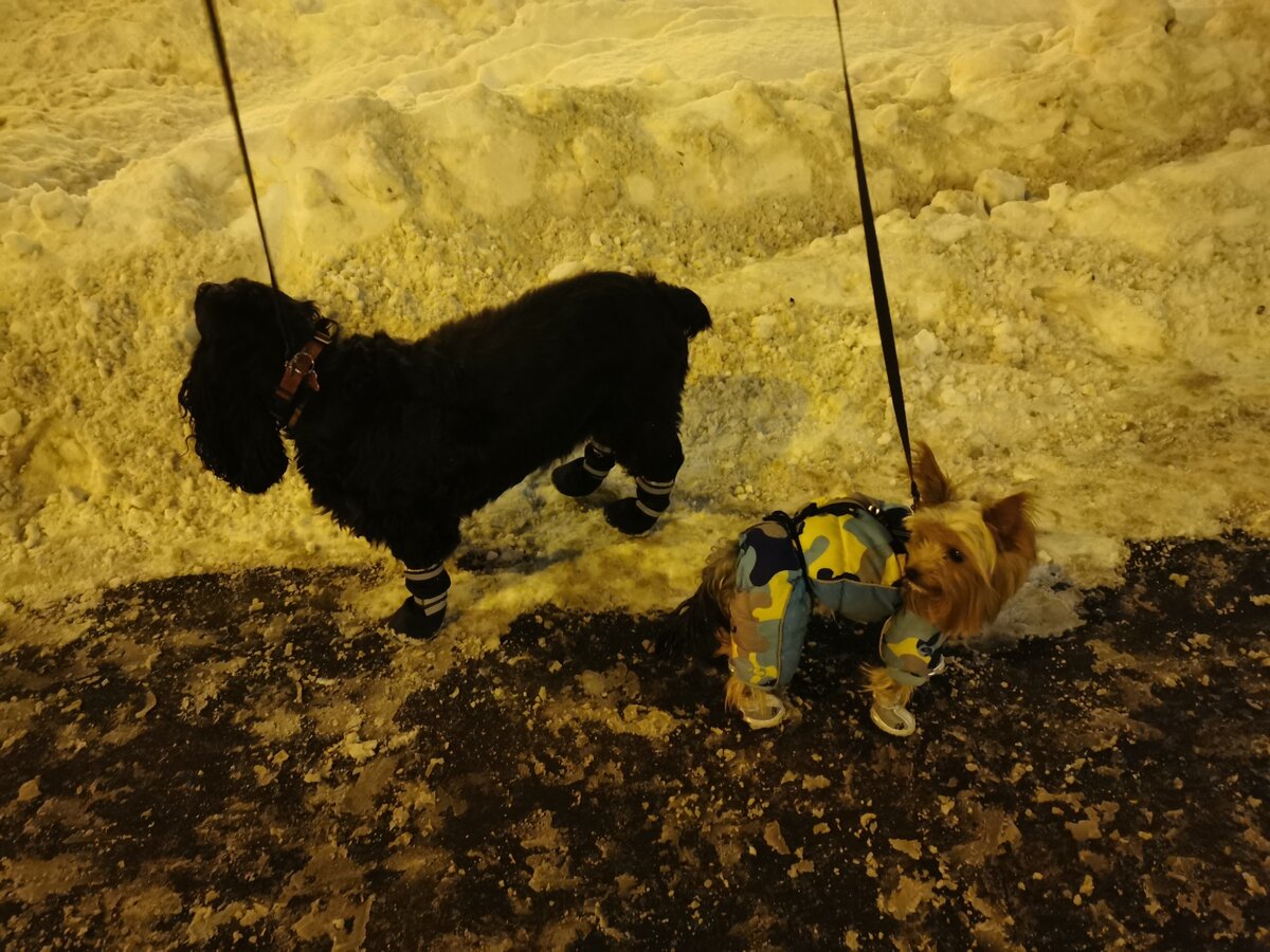 Снег почистили, реагентами сдобрили Людям не скользко, а собакам больно...