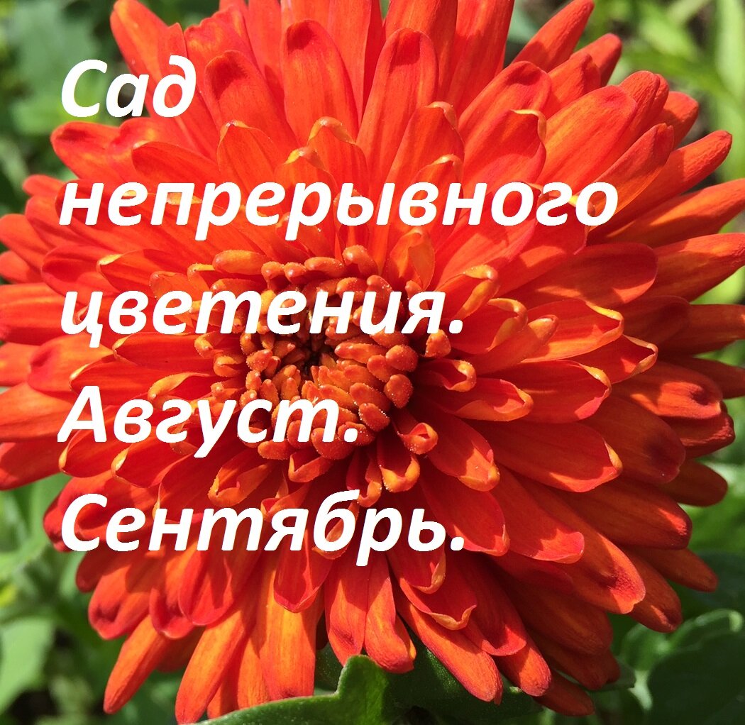 Сад непрерывного цветения.Сентябрь.Октябрь