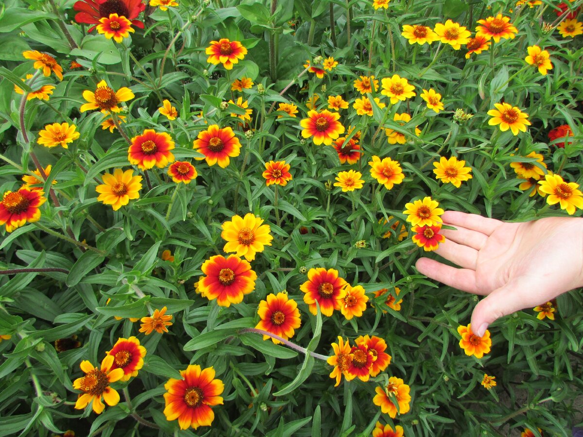 Zinnia angustifolia