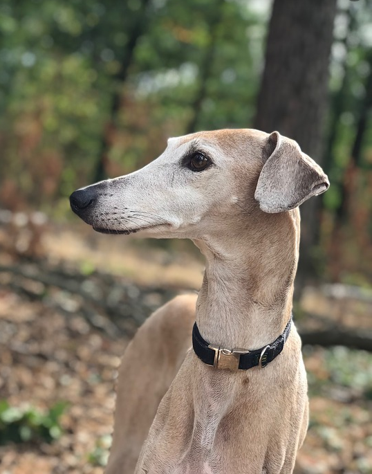 Изображение взято из открытого источника.