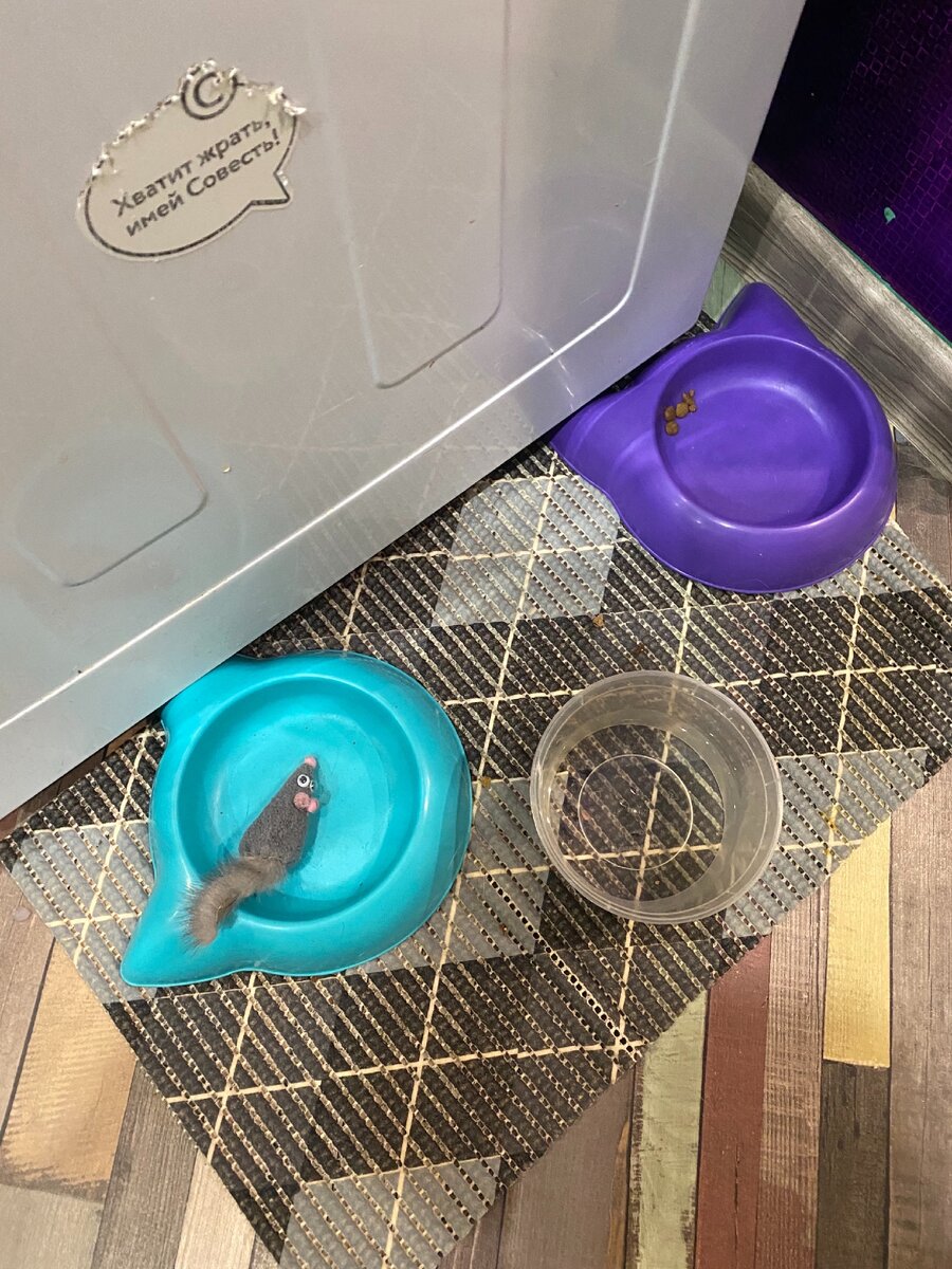 Опустели мои мисочки 