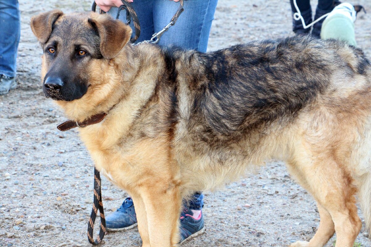 "Немецкая овчарка" для души, фото автора