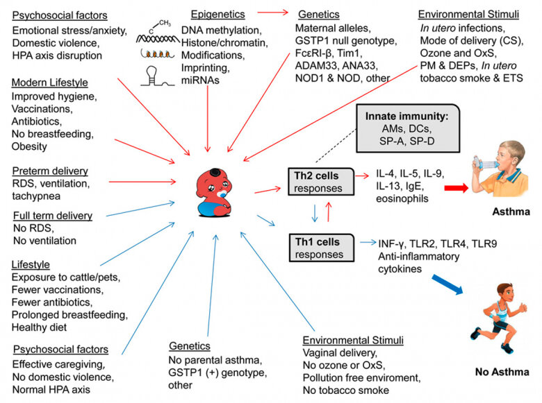 Схема причин, рисков и защитных эффектов (синие стрелки) развития астмы у детей