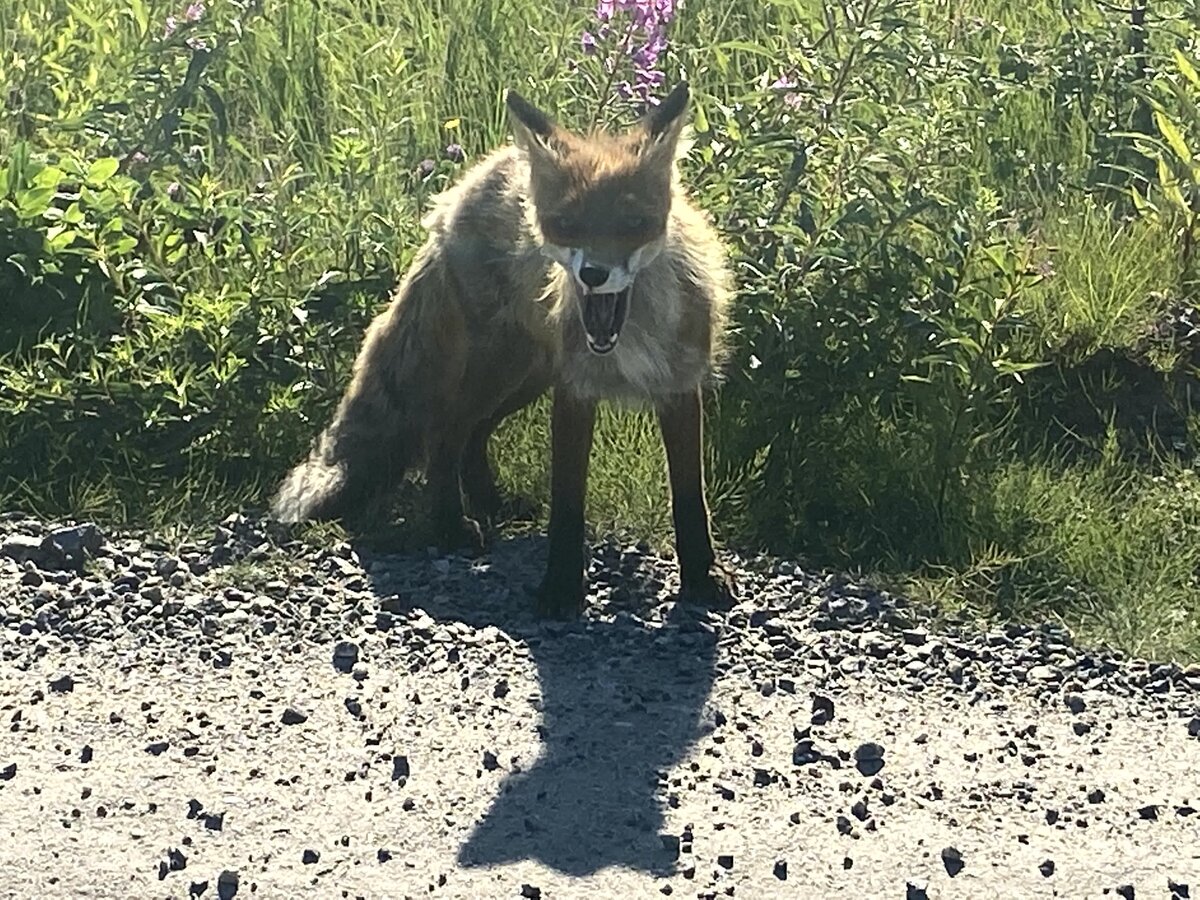 Вот такая лисичка выбежала на дорогу перед нами. Фото автора 