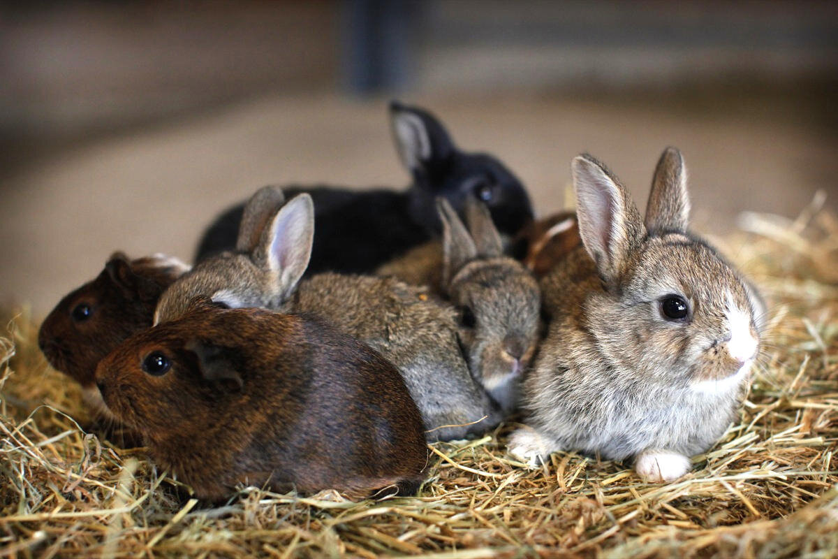 Rabbit seven. Кролики семейство кроличьих. Маленькие крольчата. Животноводство кролики.