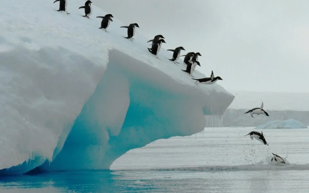Пингвины гуськом идут по льду и соскальзывают в открытую воду, где охотятся после поста в период высиживания птенцов. 