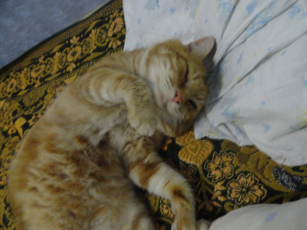 мой старый кот, ему можно все