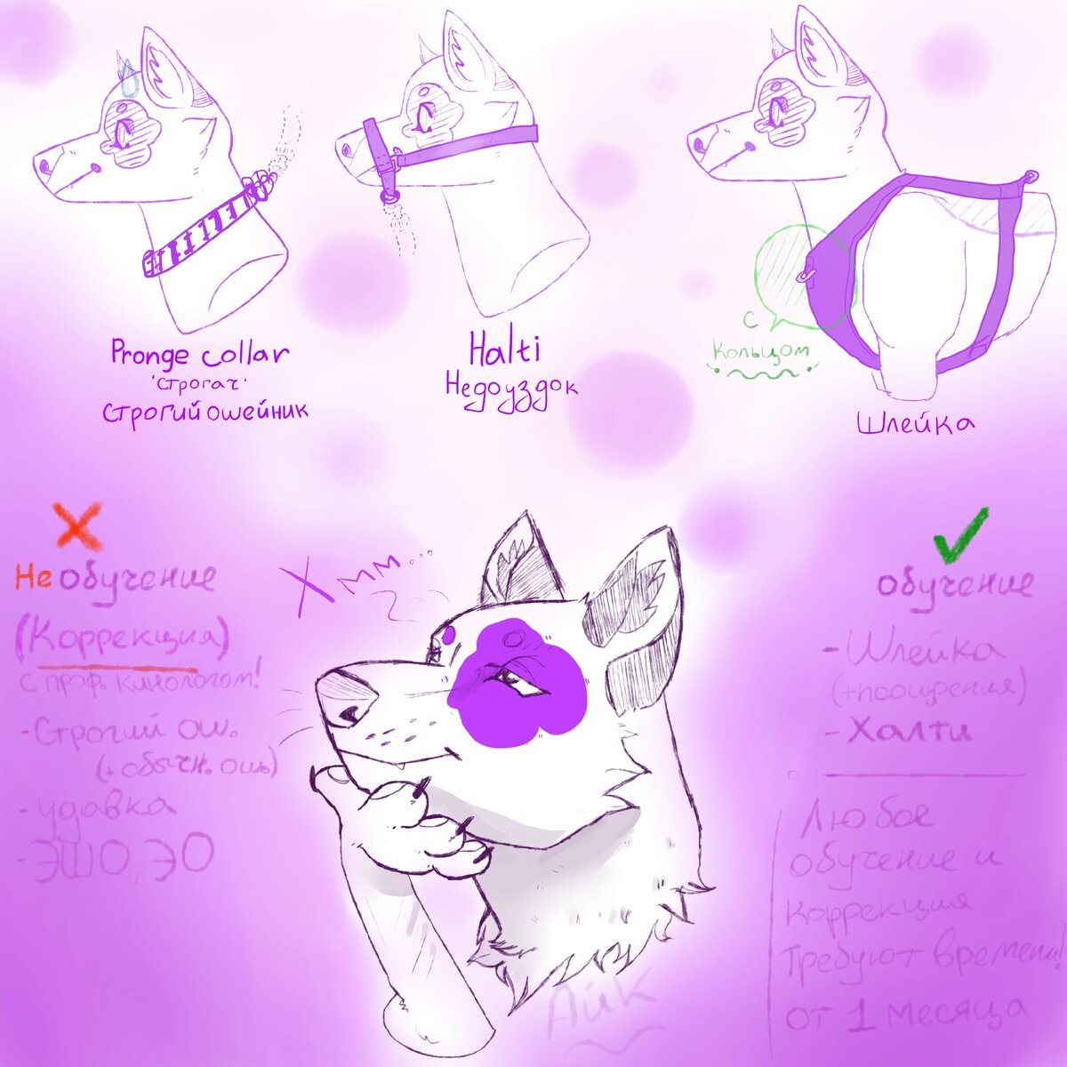 Какая амуниция необходима для собаки: советы кинологов