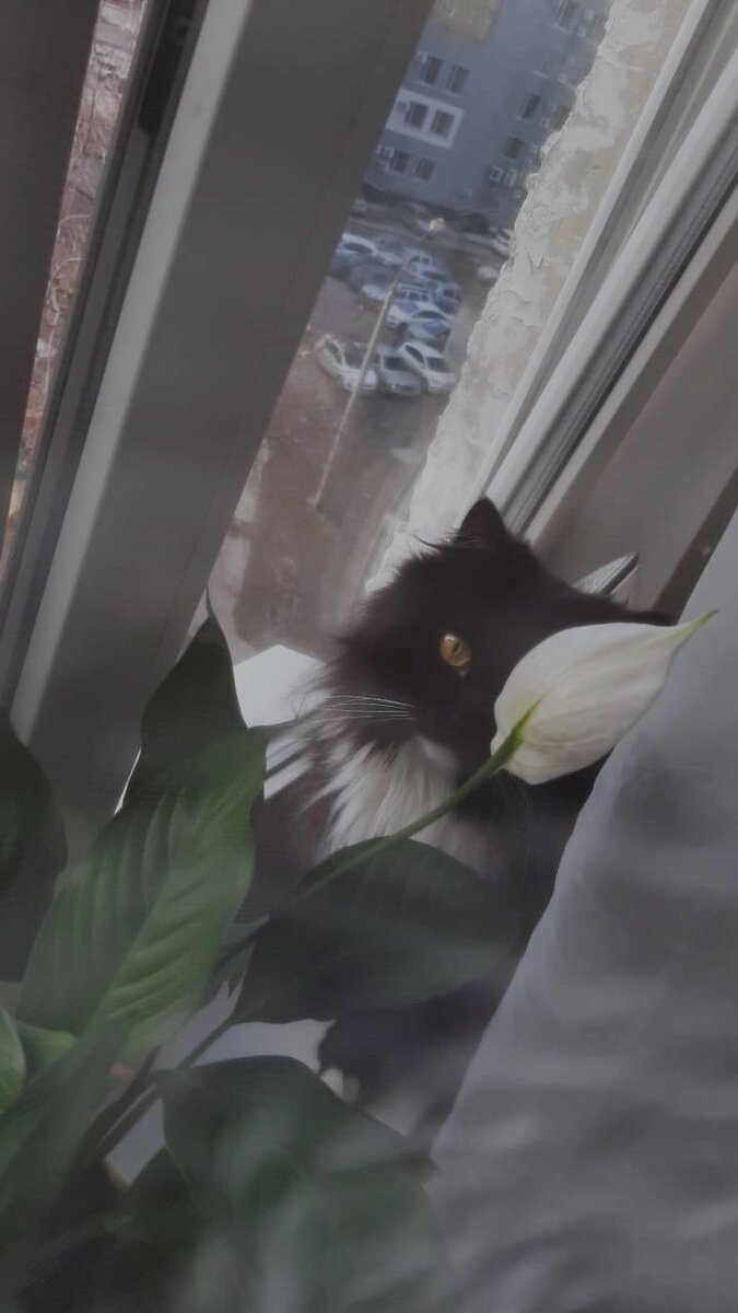 Прежде я считала, что исключительно сиамские коты славятся свое агрессивностью и непокладистым характером.  Но Борис не отличался доброжелательностью в мой адрес, чем пополнил «список агрессивных пород». С самого начала он меня, что называется «не принял» и всем своим видом демонстрировал мне это:  прятался, проходя мимо, мог укусить, шипел, если я его пыталась погладить и прочее. Конечно, ему не нравилось отсутствие хозяев и новые жильцы. Я по утрам кормила его, убирала за ним «утренний горшок» и уходила на работу. Вечером по приходу совершала тот же «обряд». Так мы и жили как «соседи». Стараясь, лишний раз не пересекаться в пределах общих квадратных метров.