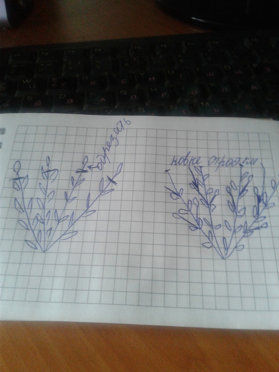 нарисовала как смогла