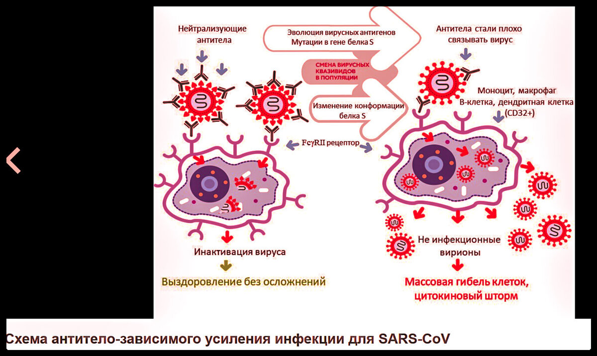 Шок антител. Феномен антителозависимого усиления инфекции. Антителохависимое усиление. Антителозависимая клеточная цитотоксичность. Инфекционные антитела это.