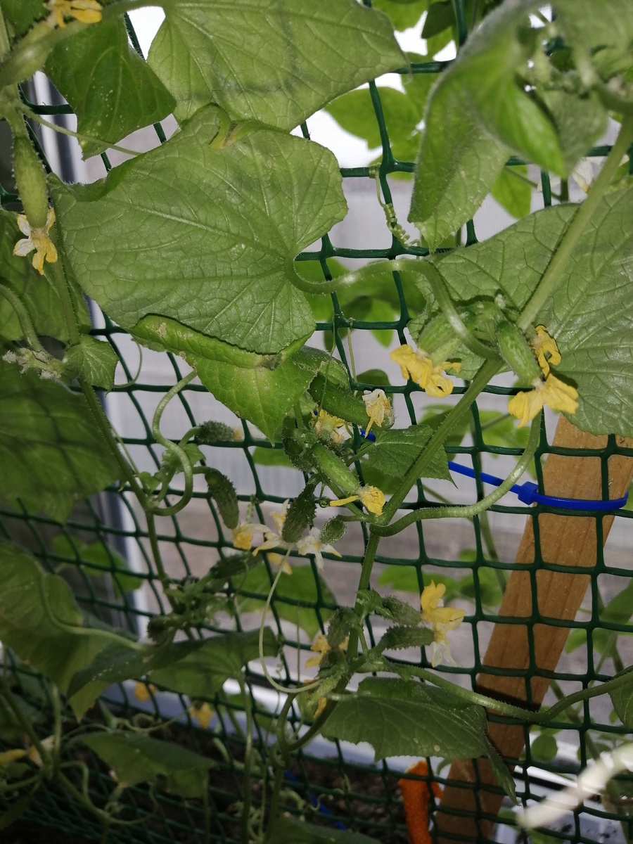 Огурцы на подоконнике. 