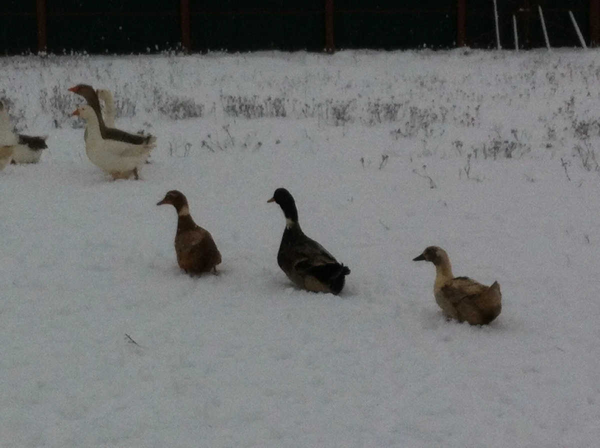 Утиное семейство на зимней прогулке
