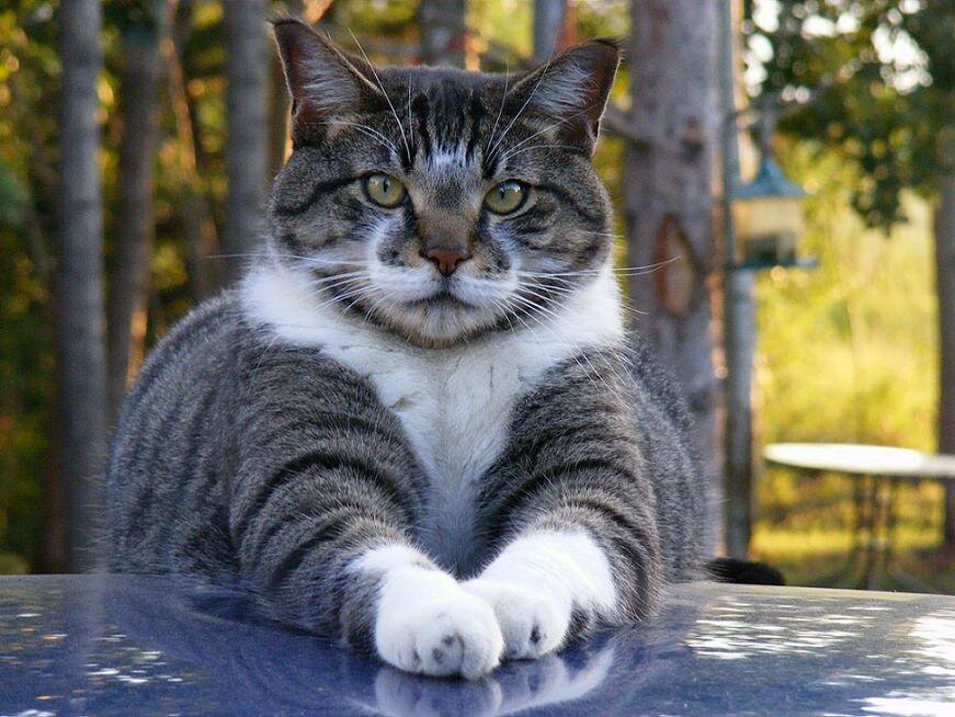 Хорошо говорящий. Котоматрица. Смешные котоматрицы с надписями. Котоматрица смешные коты. Вторник котики.