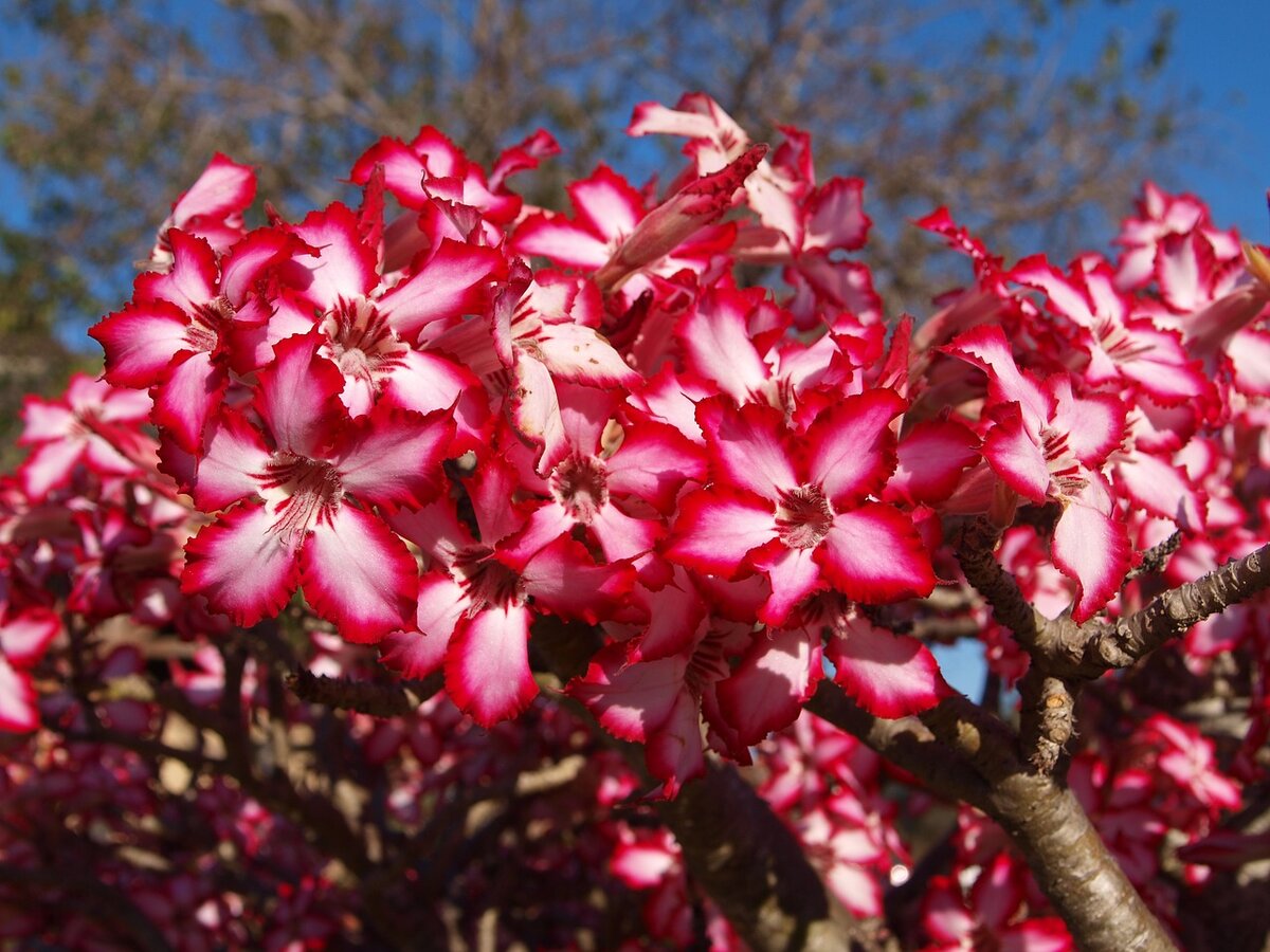 Адениум многоцветковый Adenium multiflorum