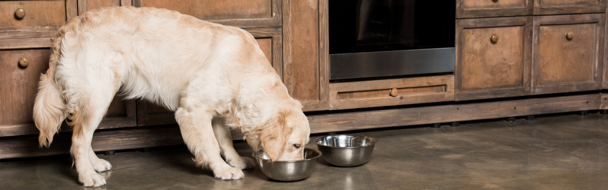 Собака ест из миски
