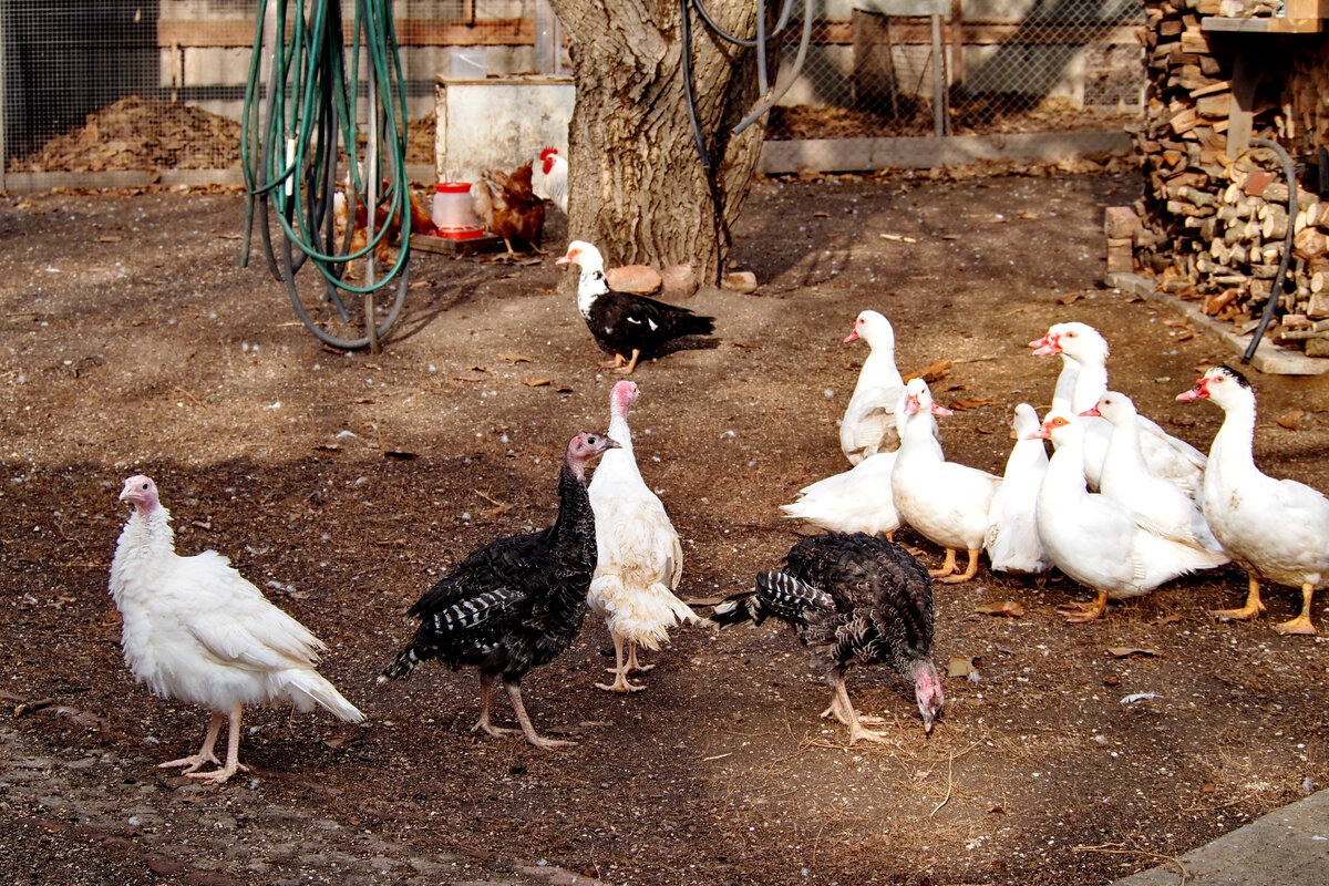 Зима в Краснодарском крае, посёлок Советский. Фото автора. 