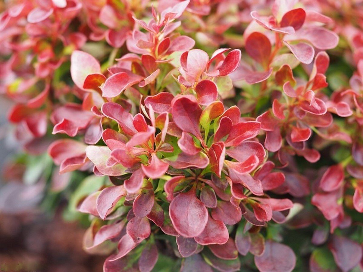 Berberis thunbergii Lutin rouge