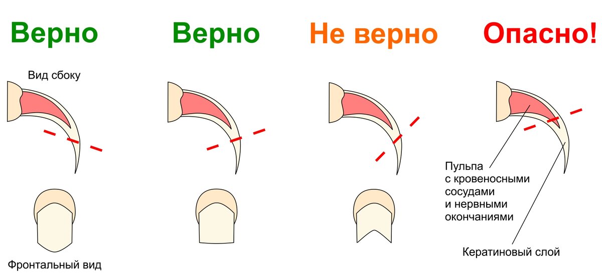 Как подстричь коготки декоративному кролику самостоятельно Домашний Зай Дзен