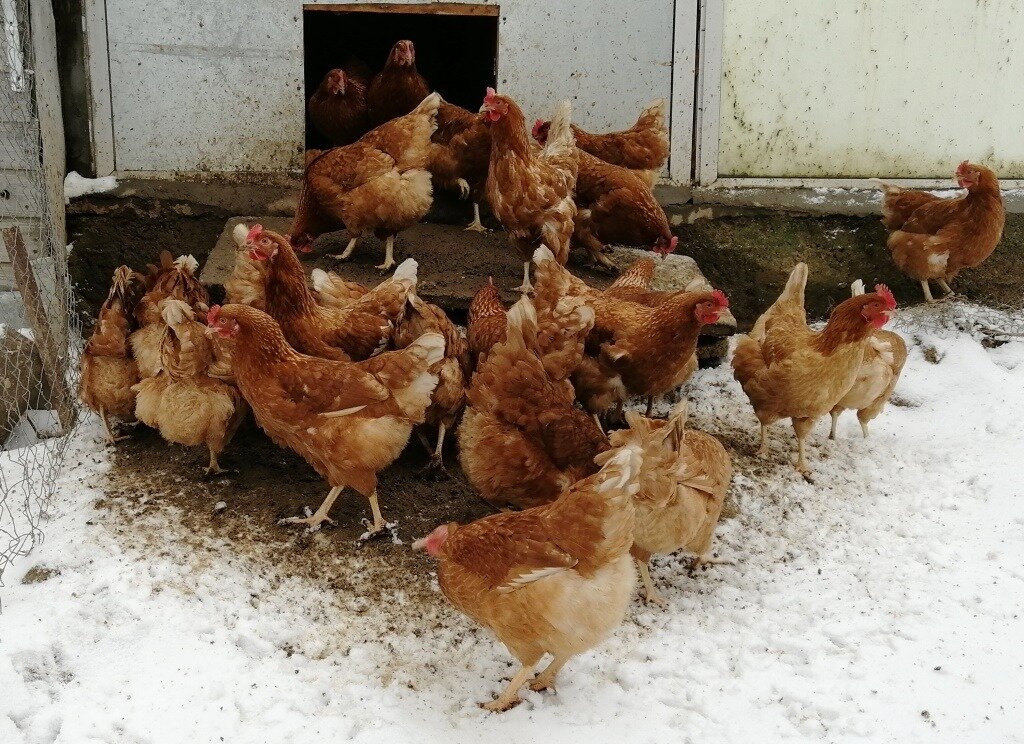 Куры клюют яйца зимой, что делать? Курица несушка. Кормление и содержание кур зимой.