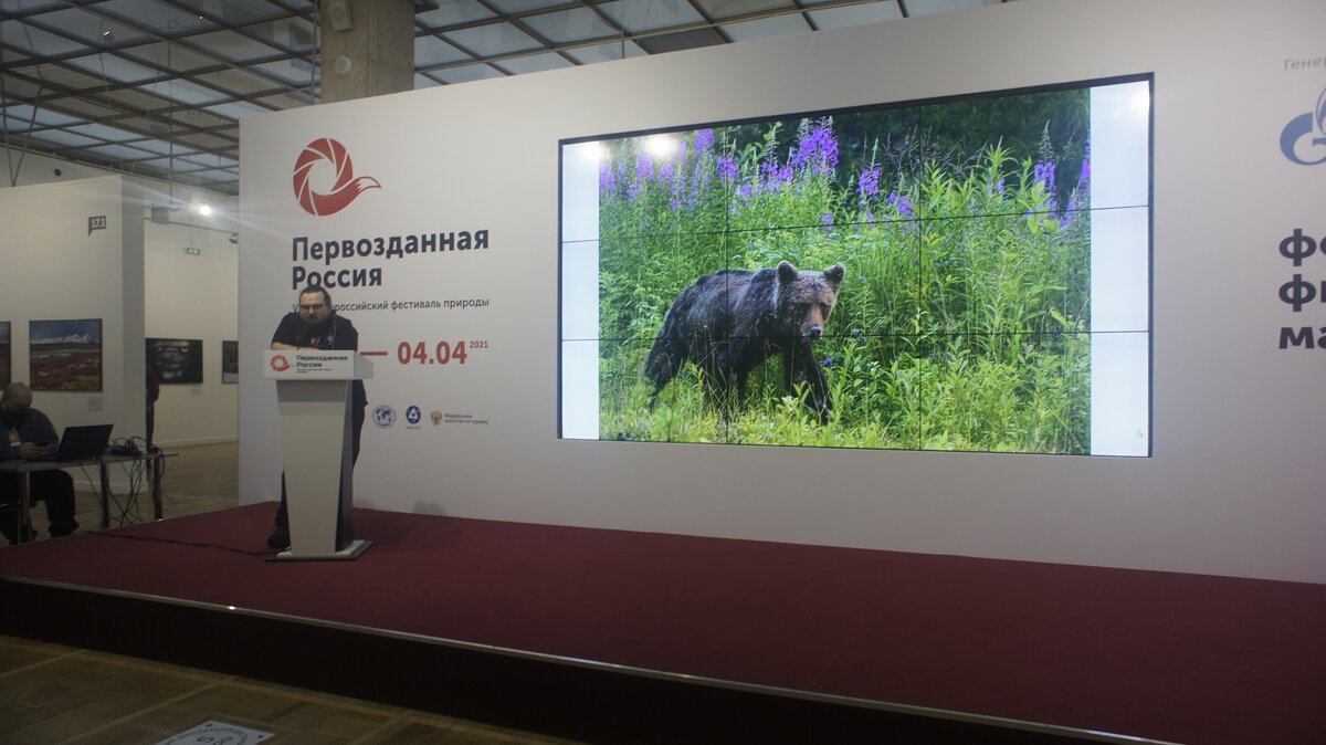 Фотохудожник Кирилл Уютнов презентует фото медведя в тайге. Снимок сделан во время экспедиции "Ненецкая кругосветка". Автор фото: Мария Берова. 