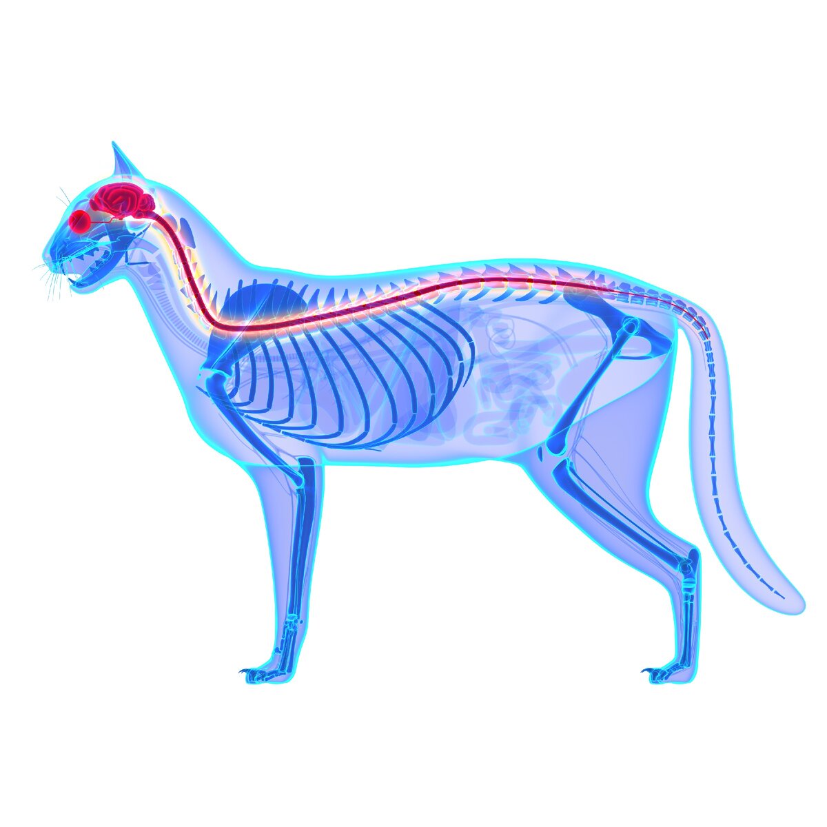 Нервная система кошек