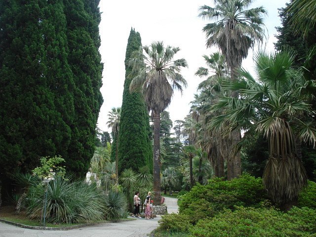 Ах! Пальмы..