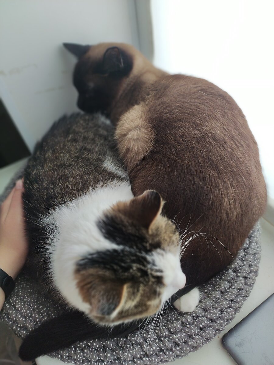 Мои инь и янь. Люся и Муся