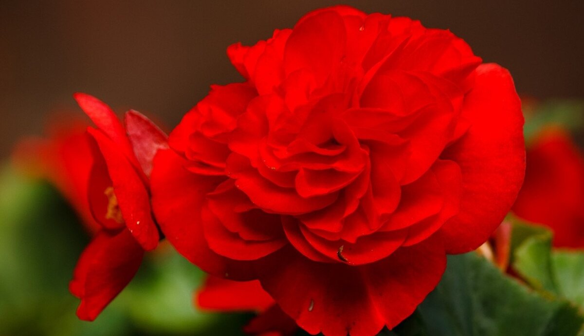 Вот она красавица 