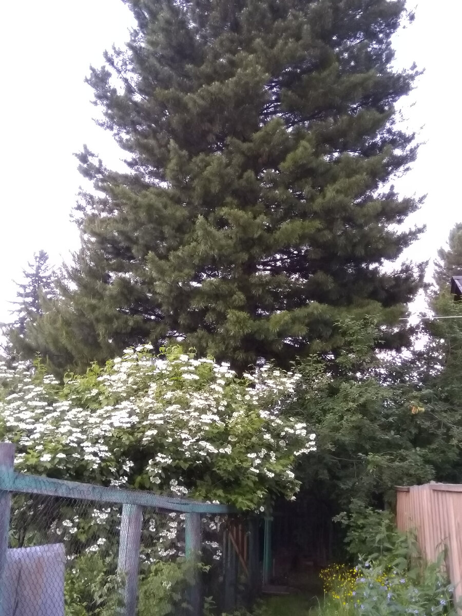 Фото автора. Наш дачный тупик - не проедет ни одна машина. Редкие прохожие со станции не беспокоят