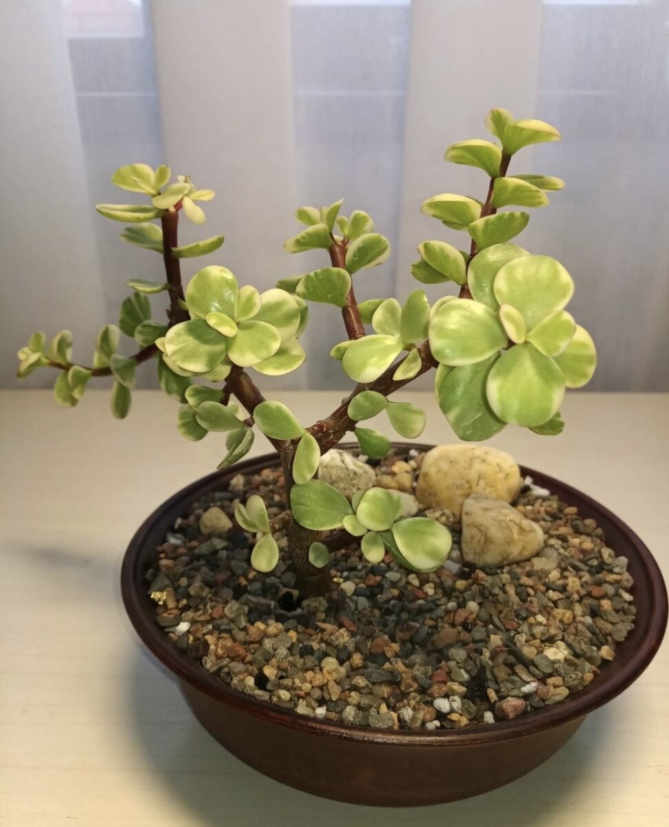 Portulacaria afra variegata