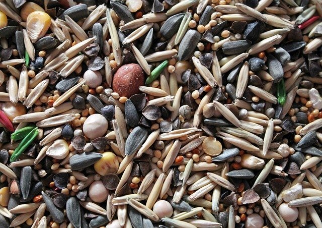 автор фото: https://pixabay.com/ru/users/nomevisualizzato-9517909/