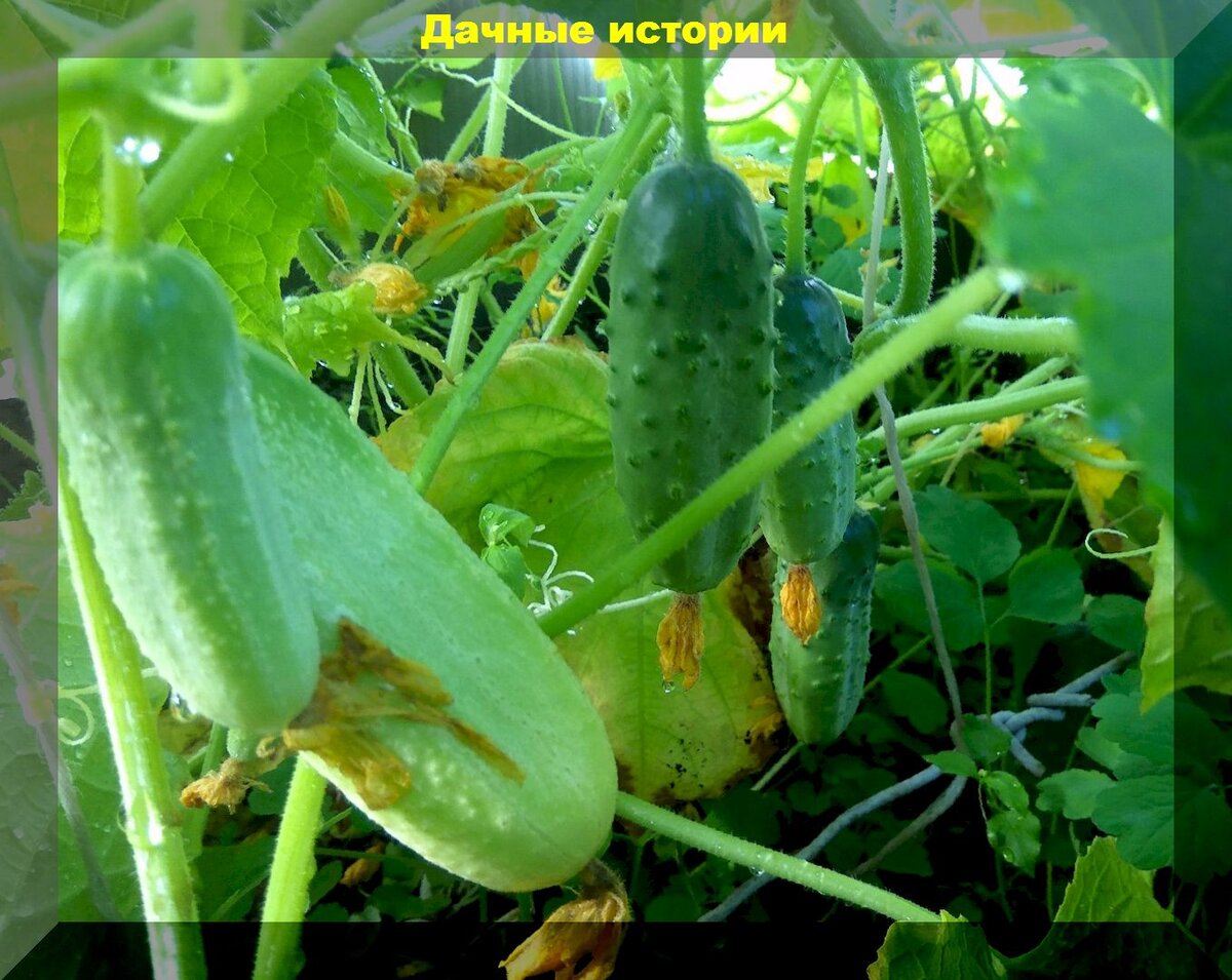https://vk.com/photo-159774511_457248962