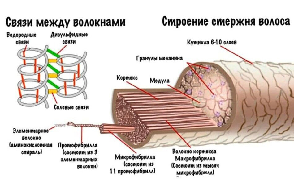 Строение волоса рисунок и описание