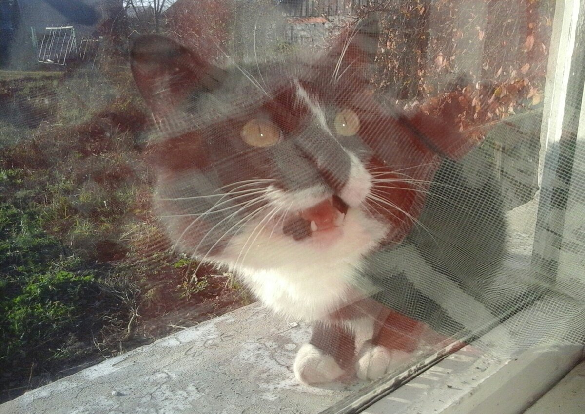 Просит, чтобы его впустили.