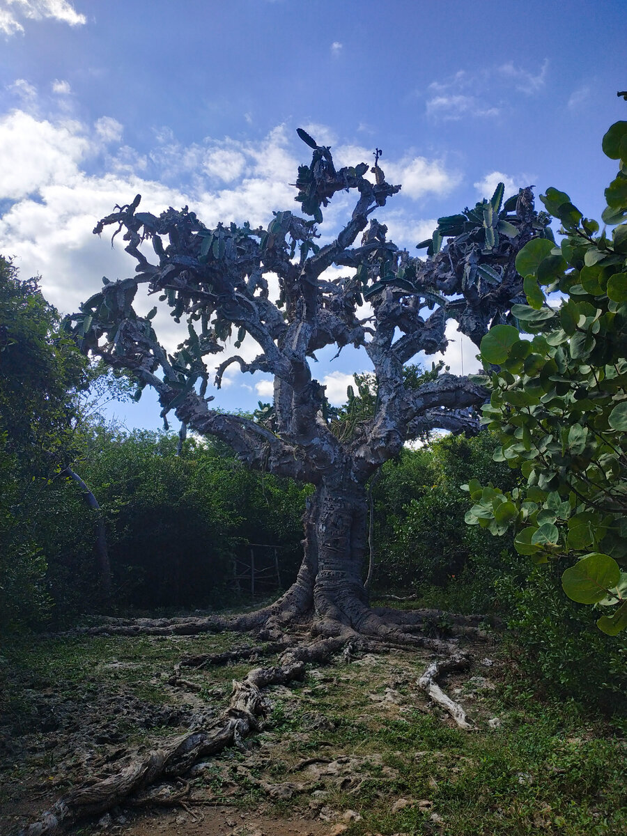  Кактус «Патриарх»