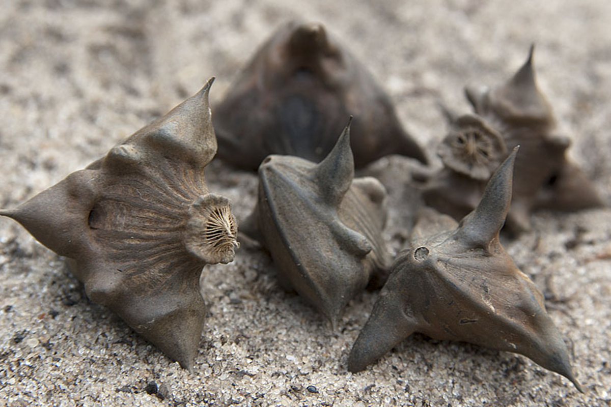 орехи и семена. чилим, водяной орех или рогульник. морской орех. миндаль ягода. морской орех животное.