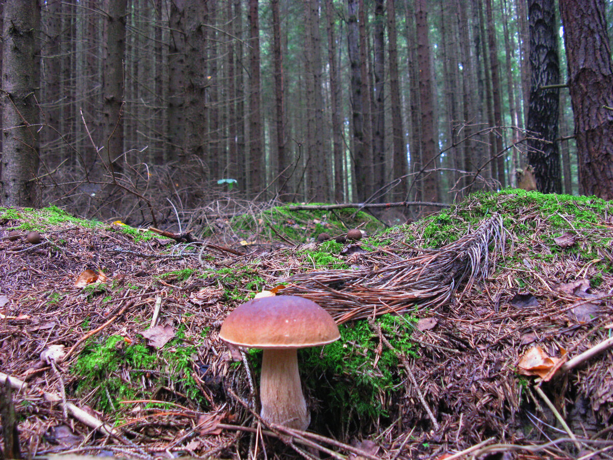 Белый на обочине лесной дороги - фото автора.