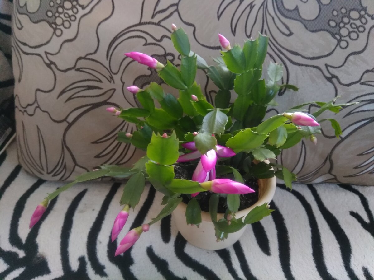 Декабрист меня радует своим первым цветением...