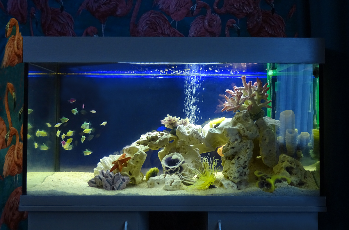 Правила оформления аквариума: на что обратить внимание?