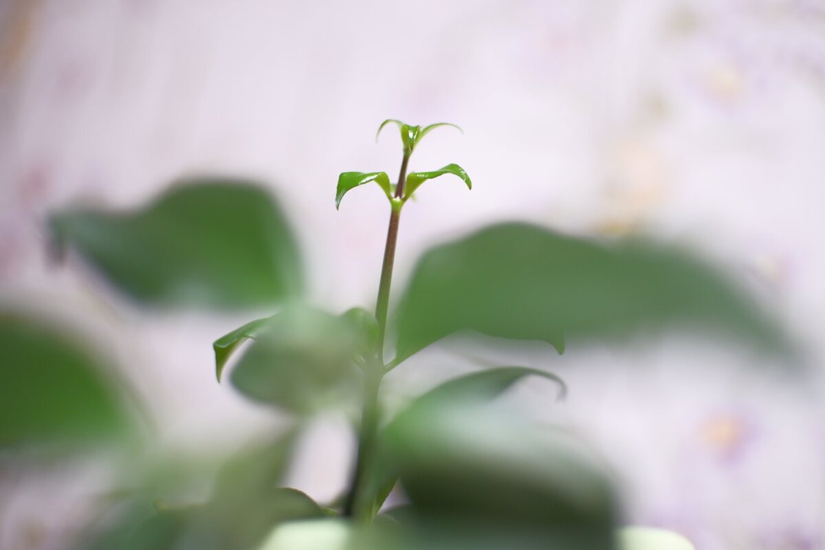 Можно делать волшебные фотографии.